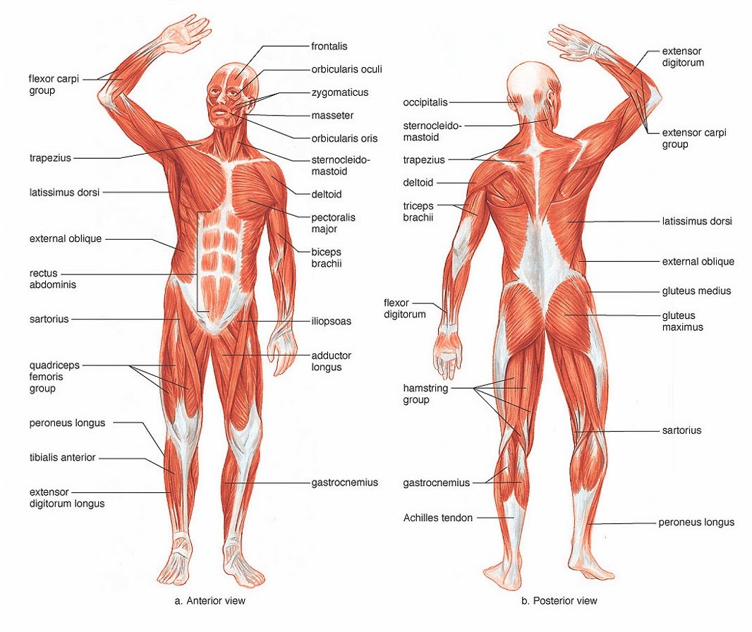 anatomy muscles Human